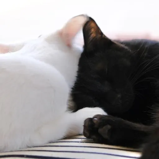 Ikuma Kuribayashi profile picture