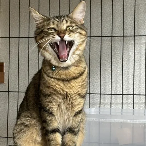 田原 大輔 profile picture